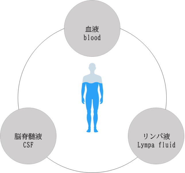 人間の3つの体液循環
