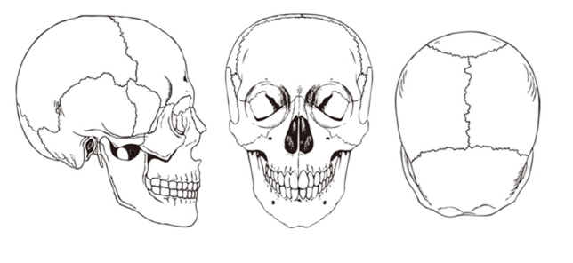 頭蓋骨のイラスト